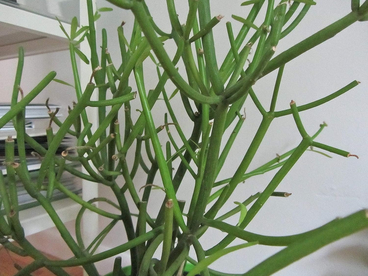 Pencil Cactus Live Plant in 10 Inch Pot Succulent Houseplant L8843