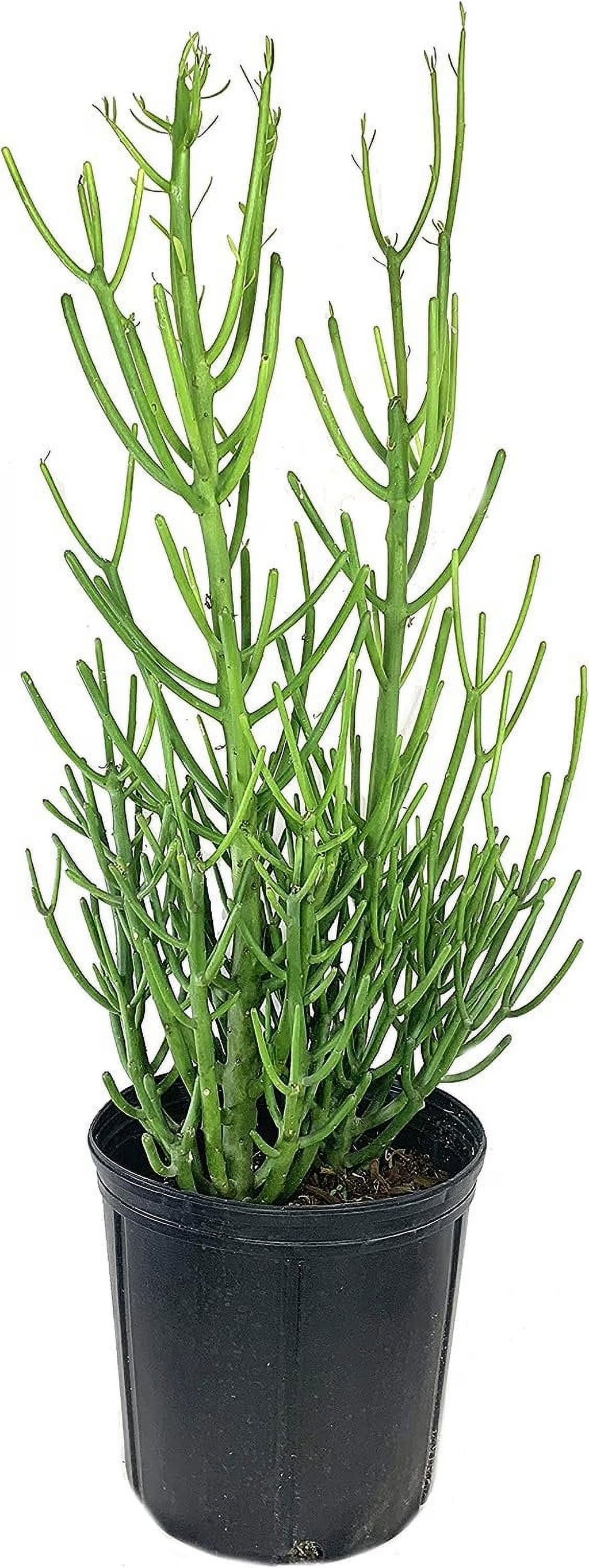 Pencil Cactus Live Plant in 10 Inch Pot Succulent Houseplant L8843