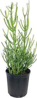 Pencil Cactus Live Plant in 10 Inch Pot Succulent Houseplant L8843