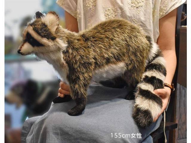 Standing Racoon Plush L53484