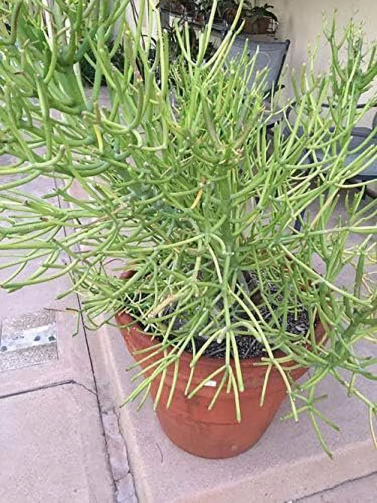 Pencil Cactus Live Plant in 10 Inch Pot Succulent Houseplant L8843