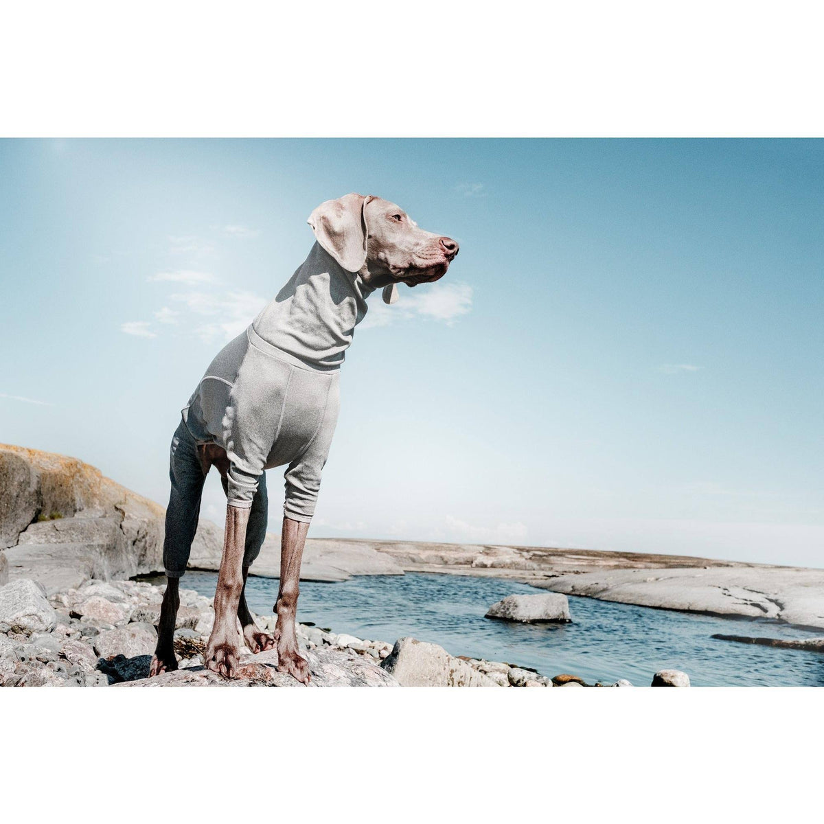 Carbon Grey Dog Body Warmer H5454