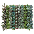 Collection of 100 Succulent Q733