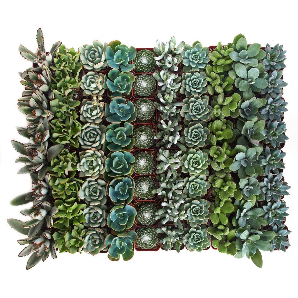 Collection of 100 Succulent Q733
