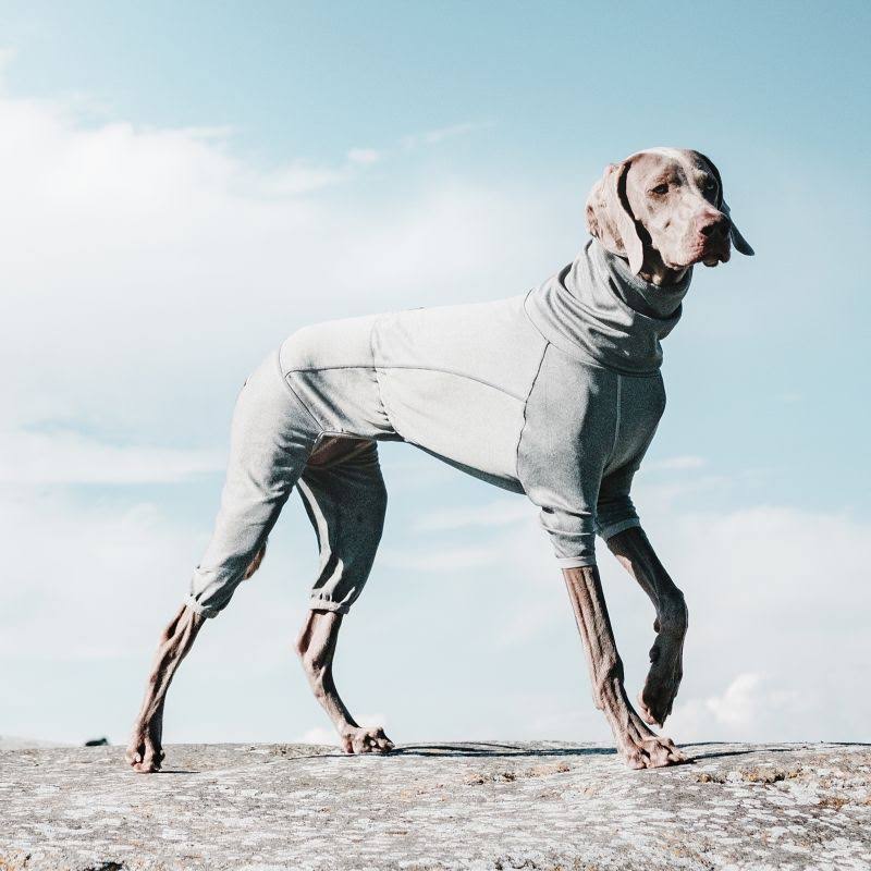 Carbon Grey Dog Body Warmer H5454