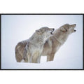 Framed Photographic Print of Pair Howling in Snow Q9833