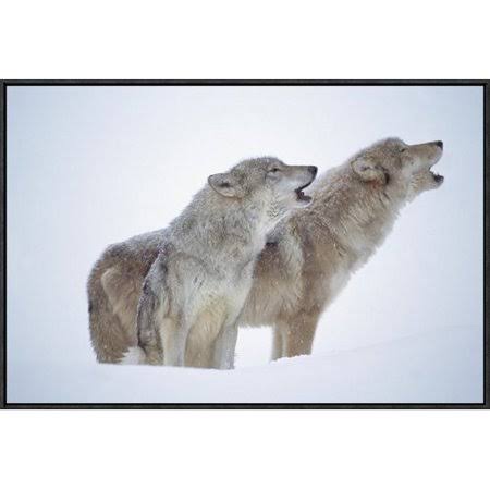 Framed Photographic Print of Pair Howling in Snow Q9833