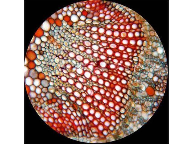 40X-1600X Binocular Biological Compound Microscope S24601