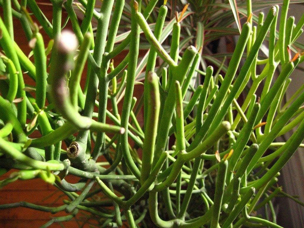 Pencil Cactus Live Plant in 10 Inch Pot Succulent Houseplant L8843