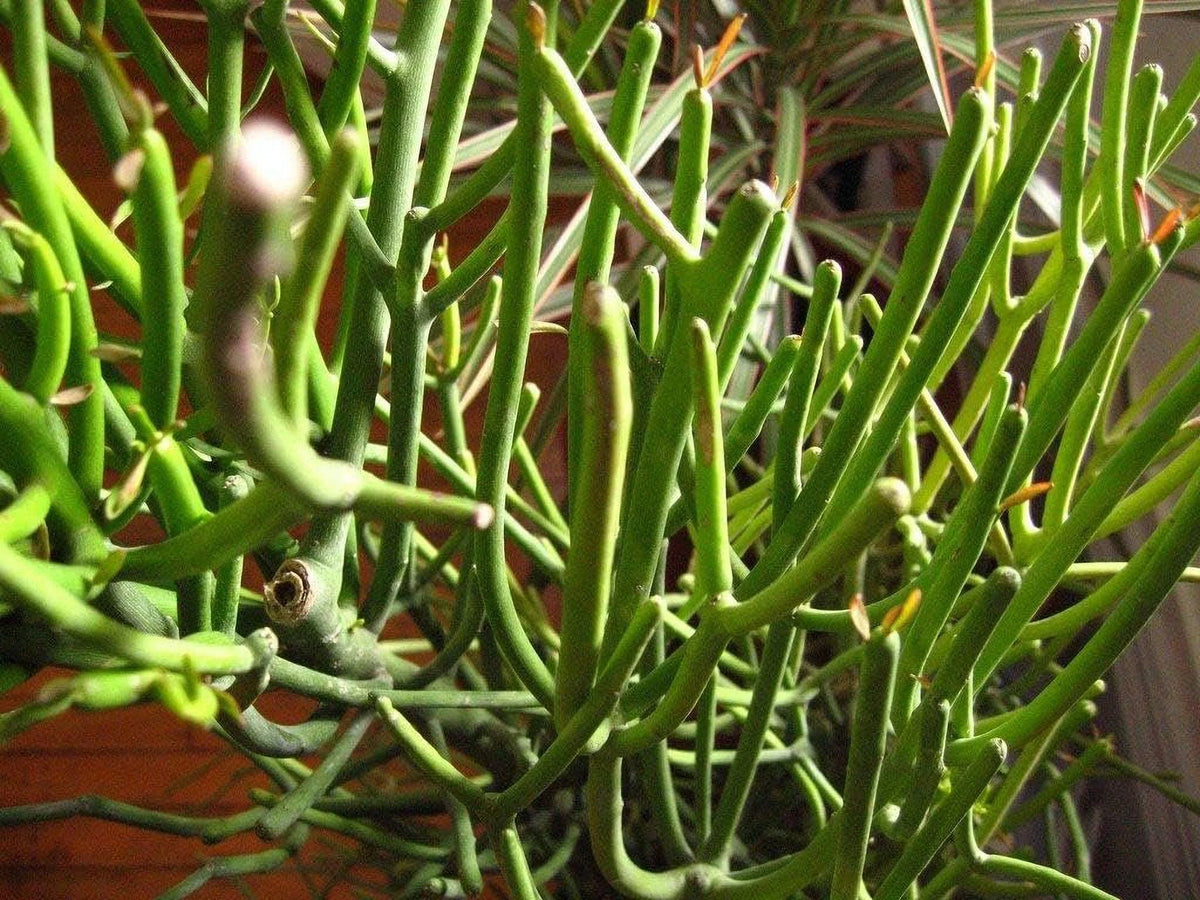 Pencil Cactus Live Plant in 10 Inch Pot Succulent Houseplant L8843